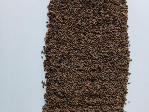 Facélia visszavetésre Facélia visszavetésre