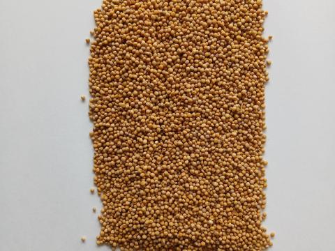 Fehér mustár visszavetésre Fehér mustár visszavetésre