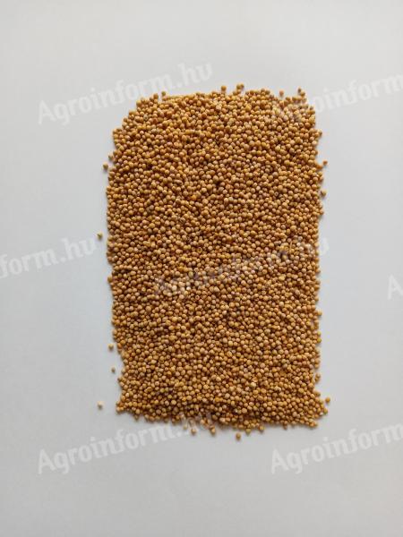 Fehér mustár visszavetésre