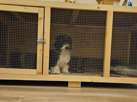 Nagyméretű kutyakennel Nagyméretű kutyakennel