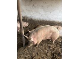 Eladó sertés