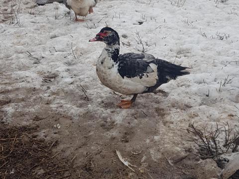 Némakacsa, landesi lúd, kakas eladó
