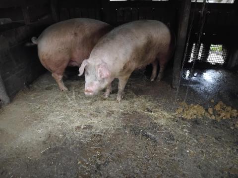 Hízó sertés eladó