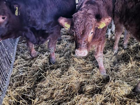 Növendék borjú eladó Növendék borjú eladó