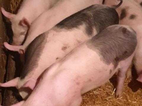 Eladó 9 db szép malac Eladó 9 db szép malac