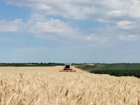 Búza eladó Hajdúnánáson