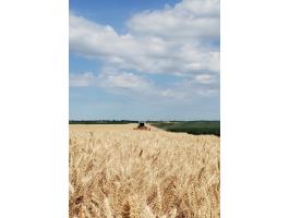 Búza eladó Hajdúnánáson