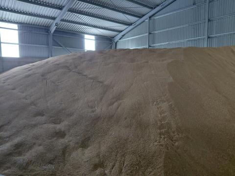 Takarmány búza eladó