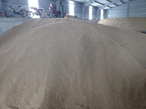 Tritikálé 150 tonna eladó