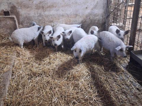 Eladó szőke mangalica malac Eladó szőke mangalica malac