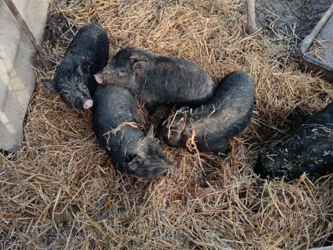 Vietnámi csüngőhasú malacok eladók Vietnámi csüngőhasú malacok eladók