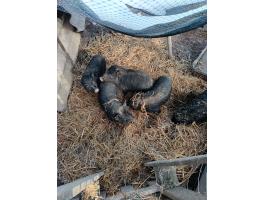 Vietnámi csüngőhasú malacok eladók