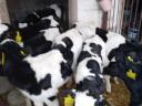 Holstein fríz bikák eladók Gelejen