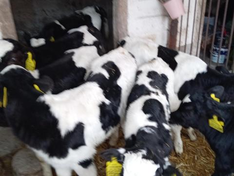 Holstein fríz bikák eladók Gelejen Holstein fríz bikák eladók Gelejen