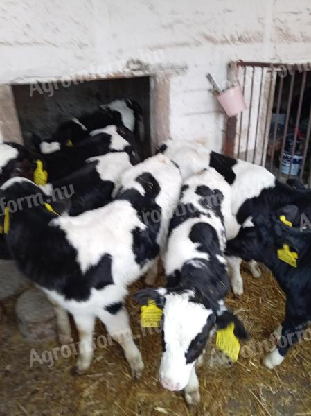 Holstein fríz bikák eladók Gelejen