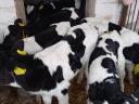 Holstein fríz bikák eladók Gelejen