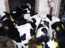 Holstein fríz bikák eladók Gelejen