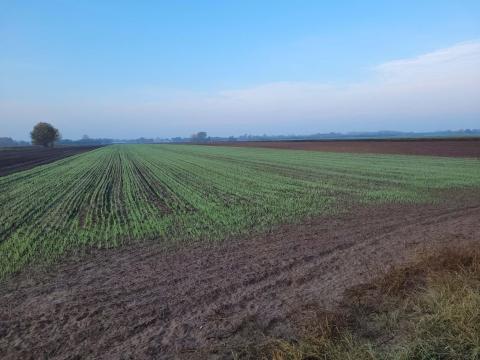 Eladó szántóföld, Kistelek Eladó szántóföld, Kistelek