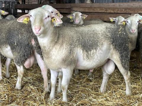 BMC törzskönyves tenyészkosok eladók