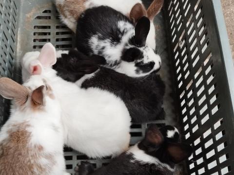 Választási nyulak Választási nyulak