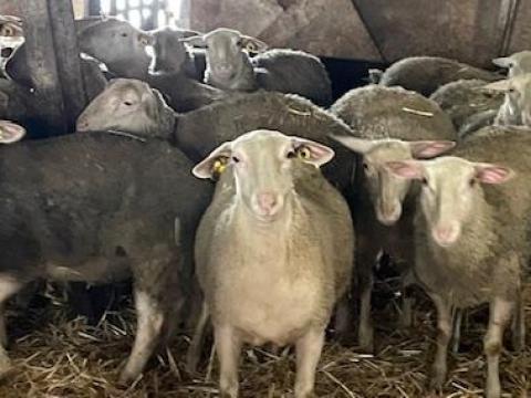 BMC tenyészjerkék eladók Nádudvaron