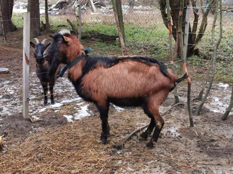 Kis alpesi kecske állomány eladó