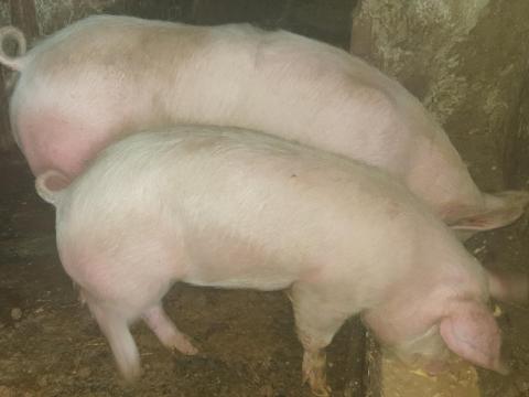 Eladó hízó és süldő sertés Eladó hízó és süldő sertés