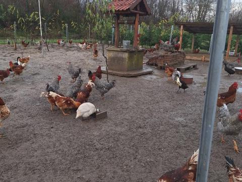 Eladó kakasok, 40 db