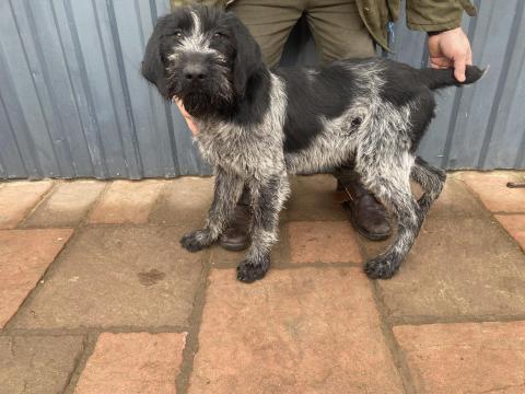 Német vizsla jellegü kiskutya