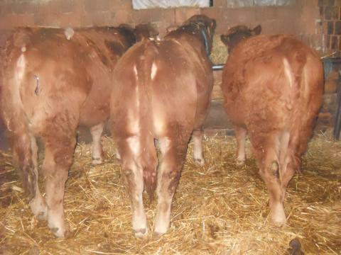 Limousin keresztezett borjak eladók