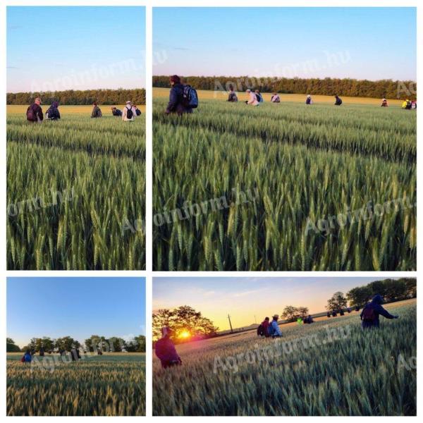 Mezőgazdasági munkavégzés országosan, akár 100 főig