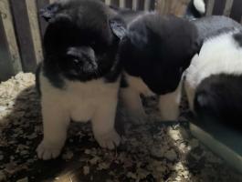 Amerikai Akita fajta jellegű kiskutyák