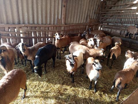 Kameruni bárányok eladók