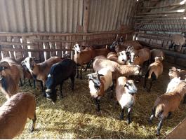 Kameruni bárányok eladók