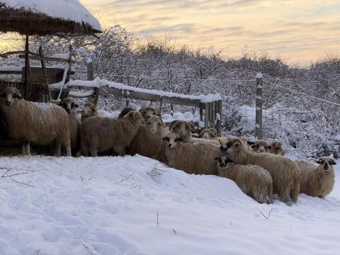 Eladó vagy Angus üszőkre cserélhető jelölt Gyimesi racka állomány
