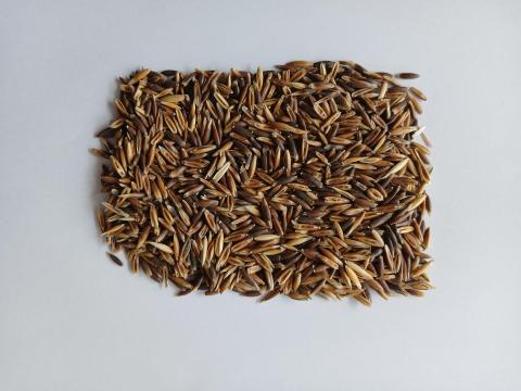 Fekete zab visszavetésre Fekete zab visszavetésre