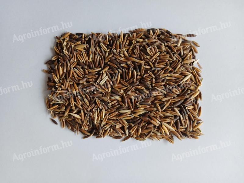 Fekete zab visszavetésre