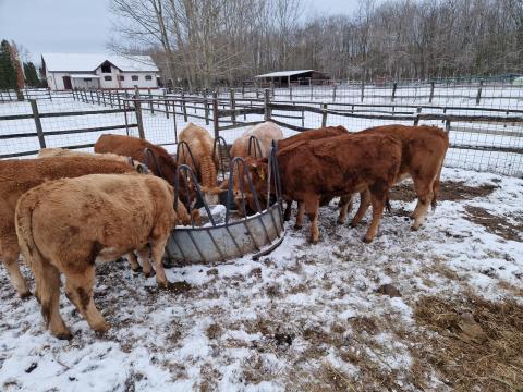 Eladó Limousin jellegű 1 éves üszők Eladó Limousin jellegű 1 éves üszők