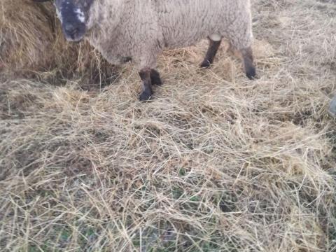 2 éves Suffolk kos eladó