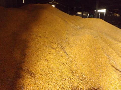 Eladó kukorica és árpa