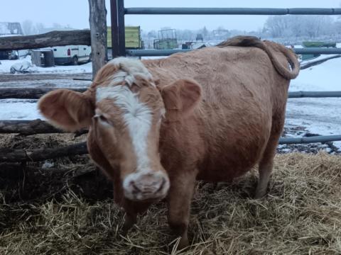 Szarvasmarha, tehén eladó