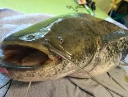 Szürke harcsa/Amúr