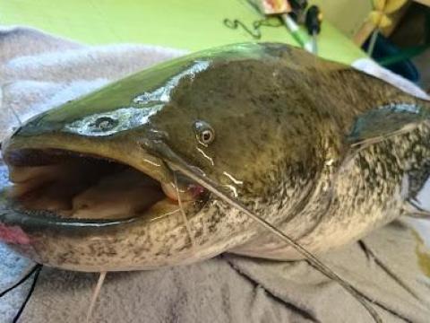 Szürke harcsa/Amúr Szürke harcsa/Amúr