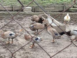 Indiai futókacsa eladó