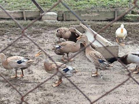 Indiai futókacsa eladó Indiai futókacsa eladó