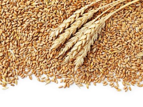 Eladó euró-malmi-javító búza