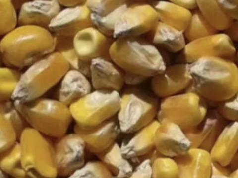 Takarmánykukorica és kukoricadara eladó Takarmánykukorica és kukoricadara eladó