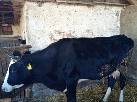 Szarvasmarha Szarvasmarha