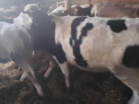 Növendék borjak eladók! Növendék borjak eladók!