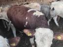 Növendék borjak eladók!